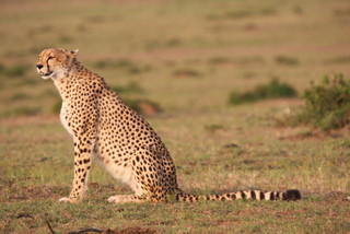 Cheetah in der Maasai Mara