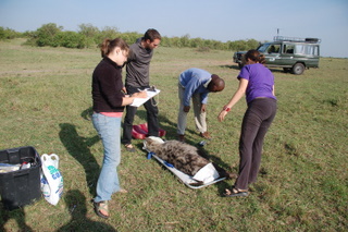 Studenten untersuchen eine Hyne