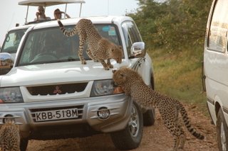 verspielte Cheetahs