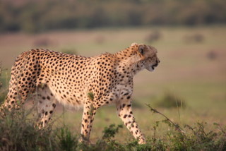 Cheetah bei der Jagd