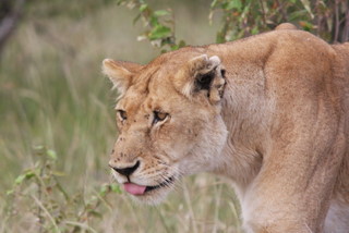 Alte Lwin im Mara National Reserve