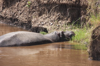 Hippo ijm Mara River