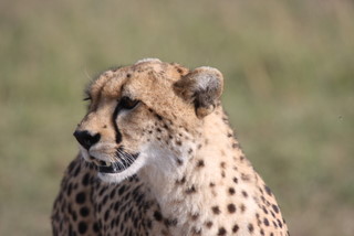Cheetah bei der Jagd in der Mara
