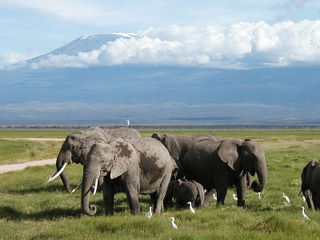 Elefanten vor dem Kilimandjaro