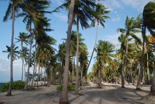 Kokospalmen in Pangani