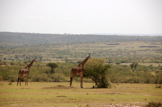 Giraffen  nahe der Maasai Mara