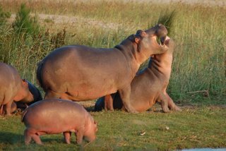 Hippos im St. Lucia Wetlands Park