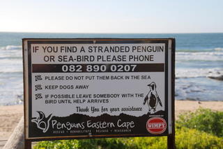 Penguins in Jeffreys Bay?