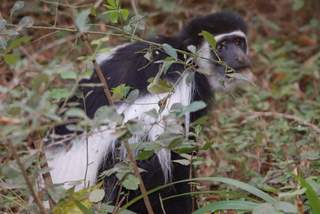 Pictures (c) BeeTee - Tansania - Arusha National Park - Angola-Colobus-Affe
