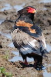 Gaukler (Bateleur Eagle) im Kruger National Park