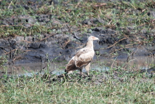Palm Nut Vulture im Katavi National Park