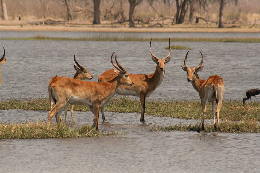 800px-Red_Lechwe_in_the_Okavango