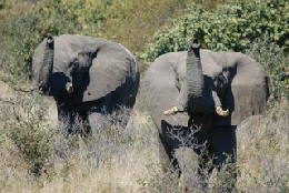 Picture (c) BeeTee - Hwange NP - Elefant