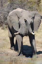Picture (c) BeeTee - South Africa - Botswana - Kgalagadi - Khutse - 