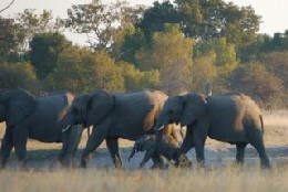 Picture (c) BeeTee - Hwange NP - Elefanten in der Kennedy Pan