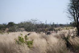 Picture (c) BeeTee - Central Kalahari GR - Bape