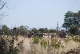 Picture (c) BeeTee - Central Kalahari GR - Oryx