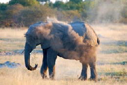 Picture (c) BeeTee - Hwange NP - Elefant in der Kennedy Pan