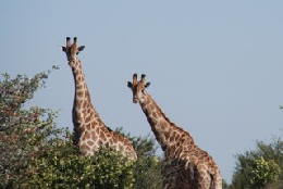 Picture (c) BeeTee - Central Kalahari - Giraffen