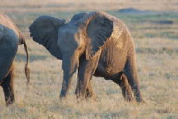 Picture (c) BeeTee - Hwange NP - Elefant in der Kennedy Pan