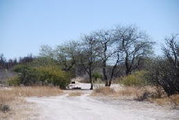 Picture (c) BeeTee - Central Kalahari