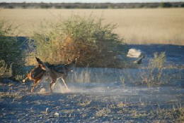 Picture (c) BeeTee - Central Kalahari - Schakale