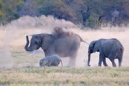 Picture (c) BeeTee - Hwange NP - Elefant