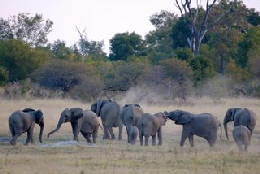 Picture (c) BeeTee - Hwange NP - Elefanten