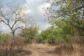 Pictures (c) BeeTee - Mosambik - Gorongosa National Park - Chimoio - Sambesi River