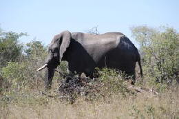 Picture (c) BeeTee - Botswana - Elefant an der Hunters Road