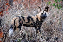 Picture (c) BeeTee - Hwange NP - afrikanischer Wildhund