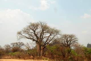 Pictures (c) BeeTee - Mosambik - Gorongosa National Park - Chimoio - Sambesi River