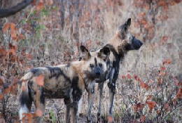 Picture (c) BeeTee - Hwange NP - afrikanischer Wildhund