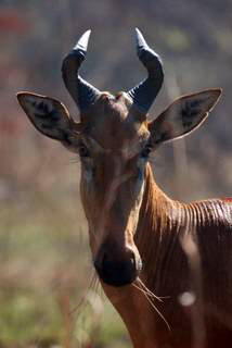 Pictures (c) BeeTee - Zambia - Kafue National Park