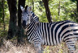 Picture (c) BeeTee - Hwange NP - Zebra