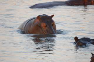 Pictures (c) BeeTee - Kafue National Park - Zambia 
