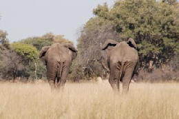Picture (c) BeeTee - Hwange NP - Elefanten in der Kennedy Pan