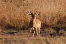Picture (c) BeeTee - Hwange NP - Impala
