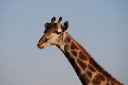 Picture (c) BeeTee - Hwange NP - Giraffe