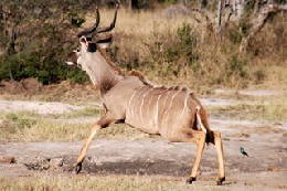 Picture (c) BeeTee - Hwange NP - Kudu