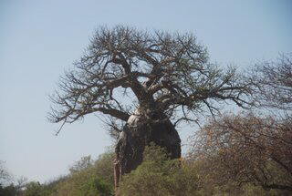 Pictures (c) BeeTee - Mosambik - Zinave - Banhina - Greater Limpopo - Kruger - National Park