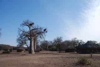 Pictures (c) BeeTee - Mosambik - Zinave - Banhina - Greater Limpopo - Kruger - National Park