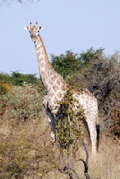 Picture (c) BeeTee - Hwange NP - Giraffe