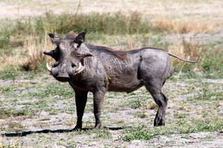 Picture (c) BeeTee - Botswana - Moremi GR - Warzenschwein
