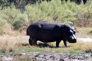 Picture (c) BeeTee - Botswana - Moremi GR