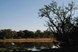 Picture (c) BeeTee Botswana - Savuti