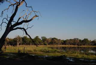 Picture (c) BeeTee Botswana - Savuti