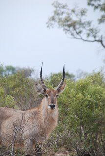 Pictures (c) BeeTee - South Africa - Kruger National Park - Hazyview