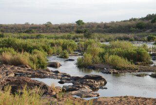 Pictures (c) BeeTee - Sdafrika - Kruger National Park - Crocodile Bridge Camp - Rhino