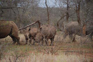 Pictures (c) BeeTee - Sdafrika - Kruger National Park - Crocodile Bridge Camp - Rhino